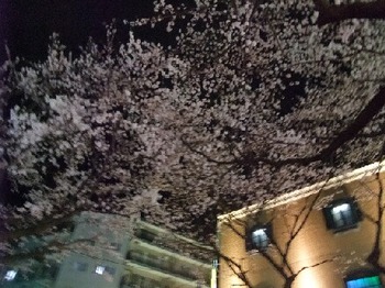 ブレてる桜.jpg