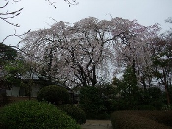 中院のしだれ桜.jpg