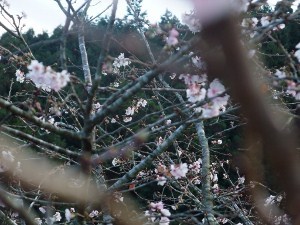 桜(300x225).jpg