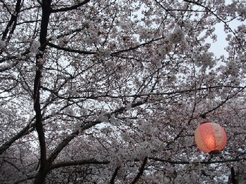舟からの桜.jpg